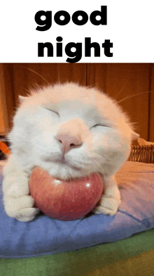 a white cat with its eyes closed is holding a red apple in its paws ..