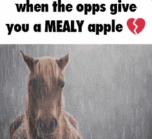 a horse in the rain with the words when the opps give you a mealy apple below it