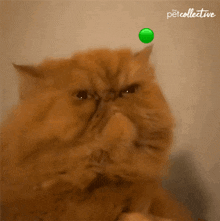 a cat is playing with a green ball with the petcollective logo in the background