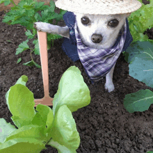 a small dog wearing a straw hat and a bandana is holding a shovel