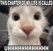 a cat with a caption that says this chapter of my life is called uhhhh