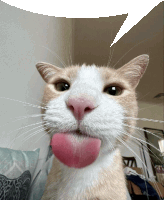 a cat with a pink tongue sticking out