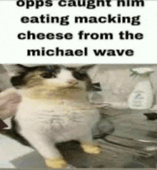 a picture of a cat with a caption that says opps caught him eating macking cheese from the michael wave