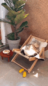 a cat is laying on a chair next to a plant