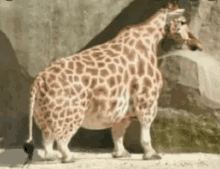 a very fat giraffe standing in front of a rock wall