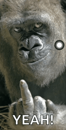 a picture of a gorilla giving the middle finger and the words yeah below it