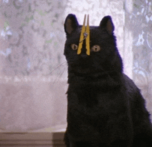 a black cat has a pair of yellow clothes pins on its head