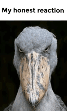 a bird with a very long beak is looking at the camera with a very angry look on its face .