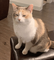 a calico cat is sitting on a leather chair