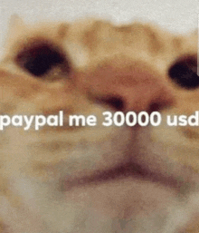 a close up of a cat 's face with the words `` paypal me 30,000 usd '' written on it .