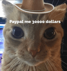 a cat wearing a cowboy hat with the words paypal me 3000 dollars below it