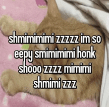 a cat laying on a pink blanket with the words shmimimimi zzzz im so