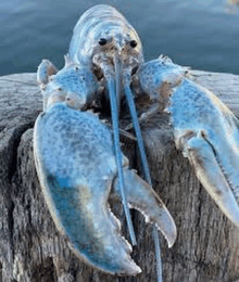 a blue lobster is sitting on a piece of wood next to the water .