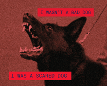 a picture of a dog with the words " i wasn 't a bad dog i was a scared dog "