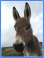 a donkey is standing in a field and looking at the camera