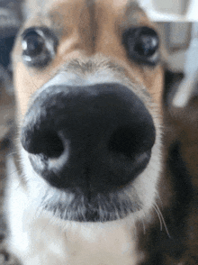 a close up of a dog 's nose with a black nose