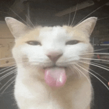 a close up of a cat with its tongue hanging out