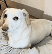 a white dachshund is laying on a blanket in a bed .