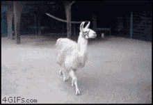 a gif of a llama walking with the url 4gifs.com at the bottom