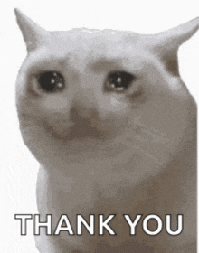 a white cat with tears in its eyes is crying and saying thank you .