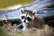 a small raccoon is sitting in the grass near a log