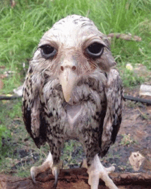 a bird with a long beak is standing on a log in the grass