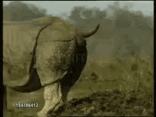 a rhinoceros is standing in a field of grass and dirt .