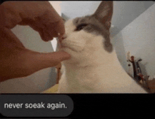 a person is touching a cat 's nose with their finger and the caption says never soeak again