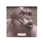 a close up of a monkey 's face with the words the pogger written on it .