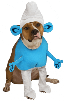 a dog dressed in a smurf costume with blue ears