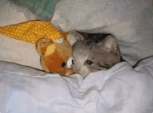 a cat is laying under a blanket with a stuffed animal .