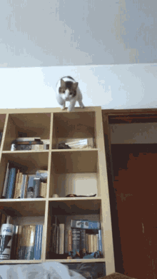 a cat is standing on top of a bookshelf with books on it including a copy of a book called a dictionary