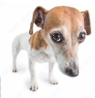 a small brown and white dog looking at the camera on a white background