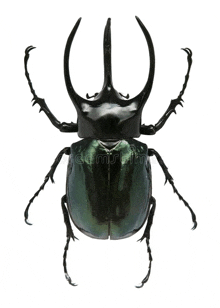 a close up of a black beetle with long horns