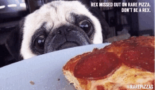 a pug dog is looking at a slice of pizza