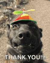 a black dog wearing a hat with a propeller on top of it says thank you