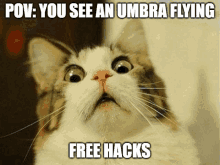 a cat with a surprised look on its face with the caption " pov : you see an umbra flying "