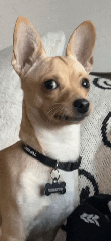 a small brown and white dog wearing a black collar and a tag that says ' terry '