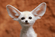 a close up of a fox looking at the camera with big ears