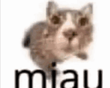 a cat is standing in front of a white background with the word miau on it .