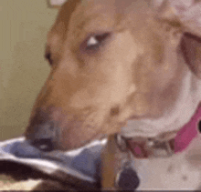 a close up of a dog 's face with a bowl of food in front of it .