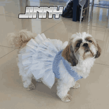 a shih tzu wearing a blue and white striped dress is standing in front of a sign that says cute