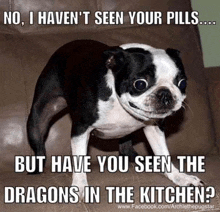 a black and white dog with a caption that says no i haven 't seen your pills but have you seen dragons in the kitchen