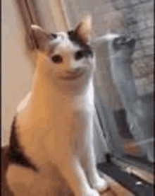 a white cat is sitting on a window sill and smiling .