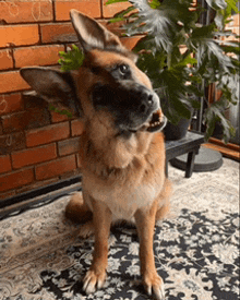 a brown dog is sitting on a rug in front of a plant .