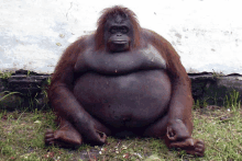 a large orangutan sitting in the grass with a white wall behind it