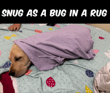 a dog is wrapped in a purple shirt with the words snug as a bug in a rug above it