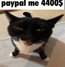 a black and white cat with paypal me 4400 $ written on the top