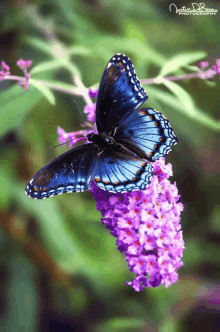 a blue butterfly is perched on a purple flower by justin d. ross photography