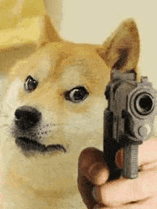 a dog is pointing a gun at the camera .